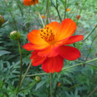 Cosmos sulphureus red