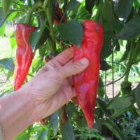 Hot pepper from Barrika
