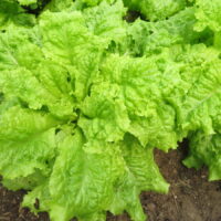 Lettuce Australian Yellow