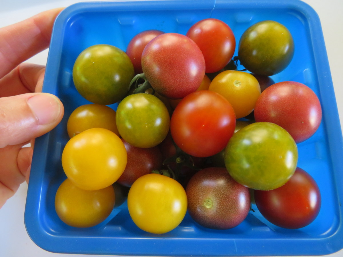 Tomato Pocket Star Cherry