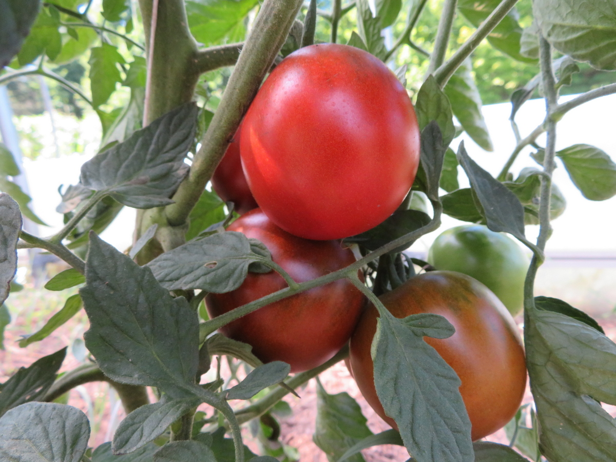 Tomate Q-mato
