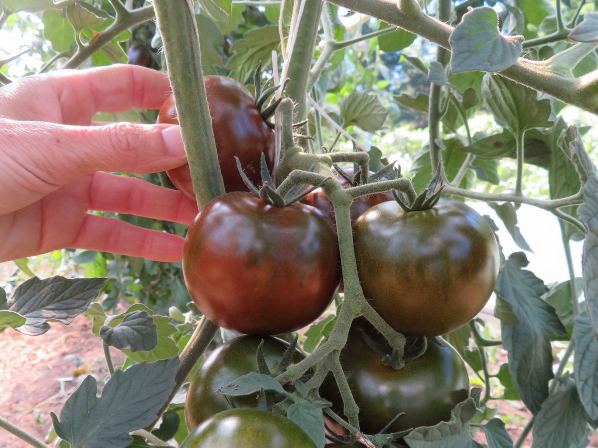 Tomate Q-mato