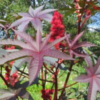 Castor bean