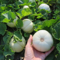 Melon Kiku Chrysanthemum