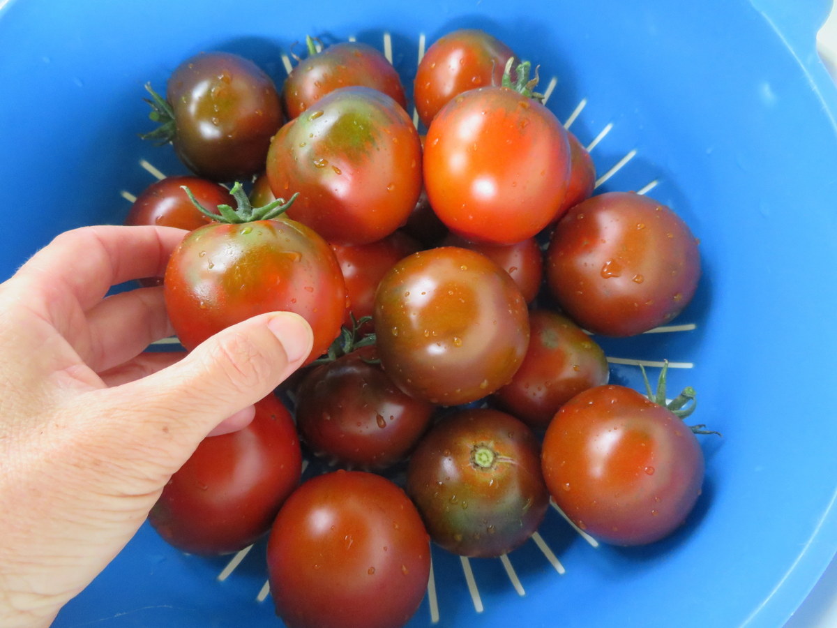 Tomate Kumato