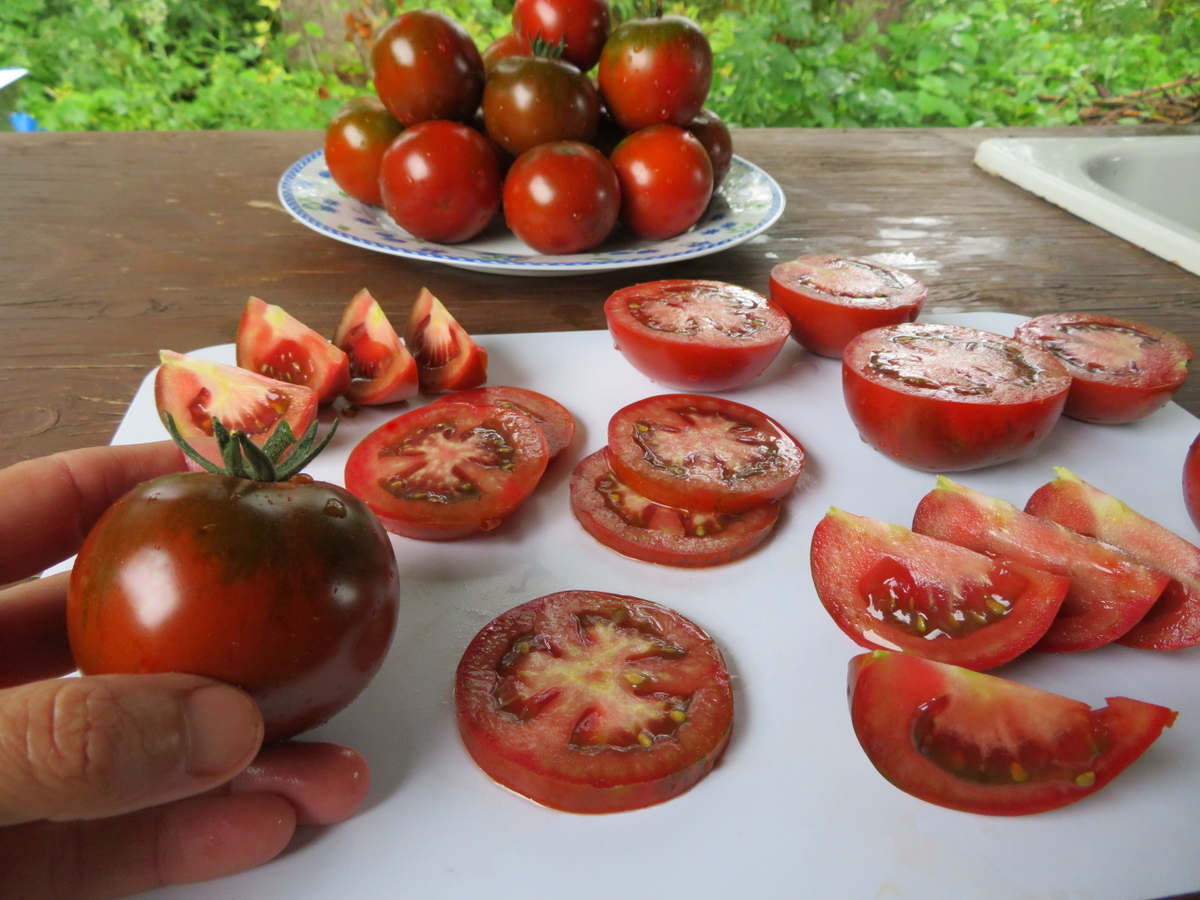 Tomate Q-mato