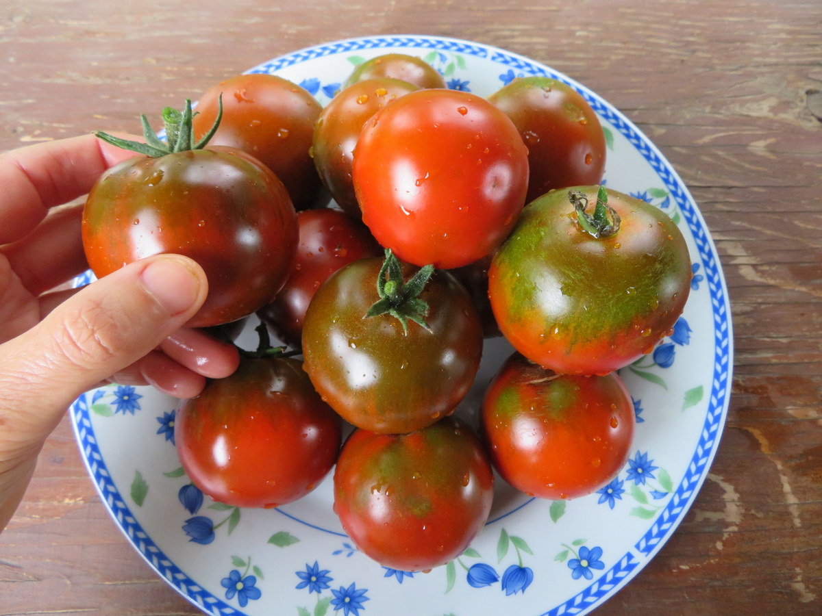 Tomate Q-mato