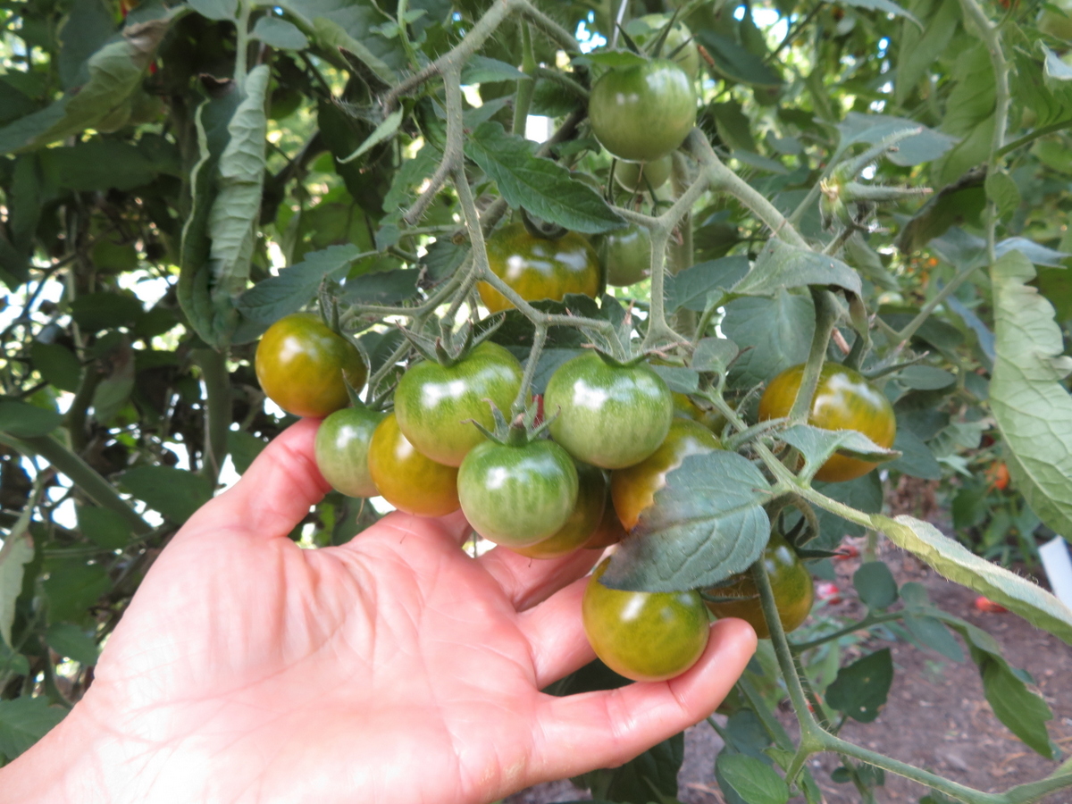 Tomato Pocket Star Cherry