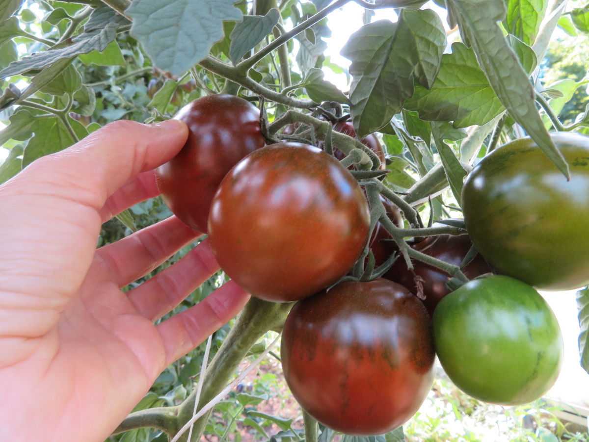 Tomate Q-mato