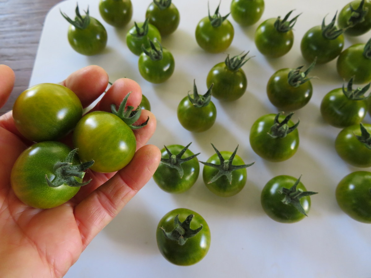 Tomato Pocket Star Cherry