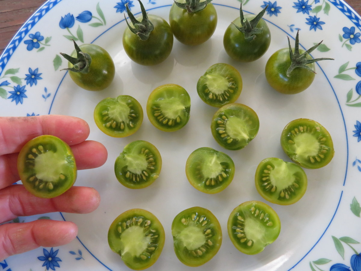 Tomato Pocket Star Cherry
