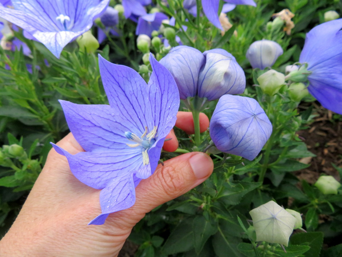 Platycodon grandiflorus