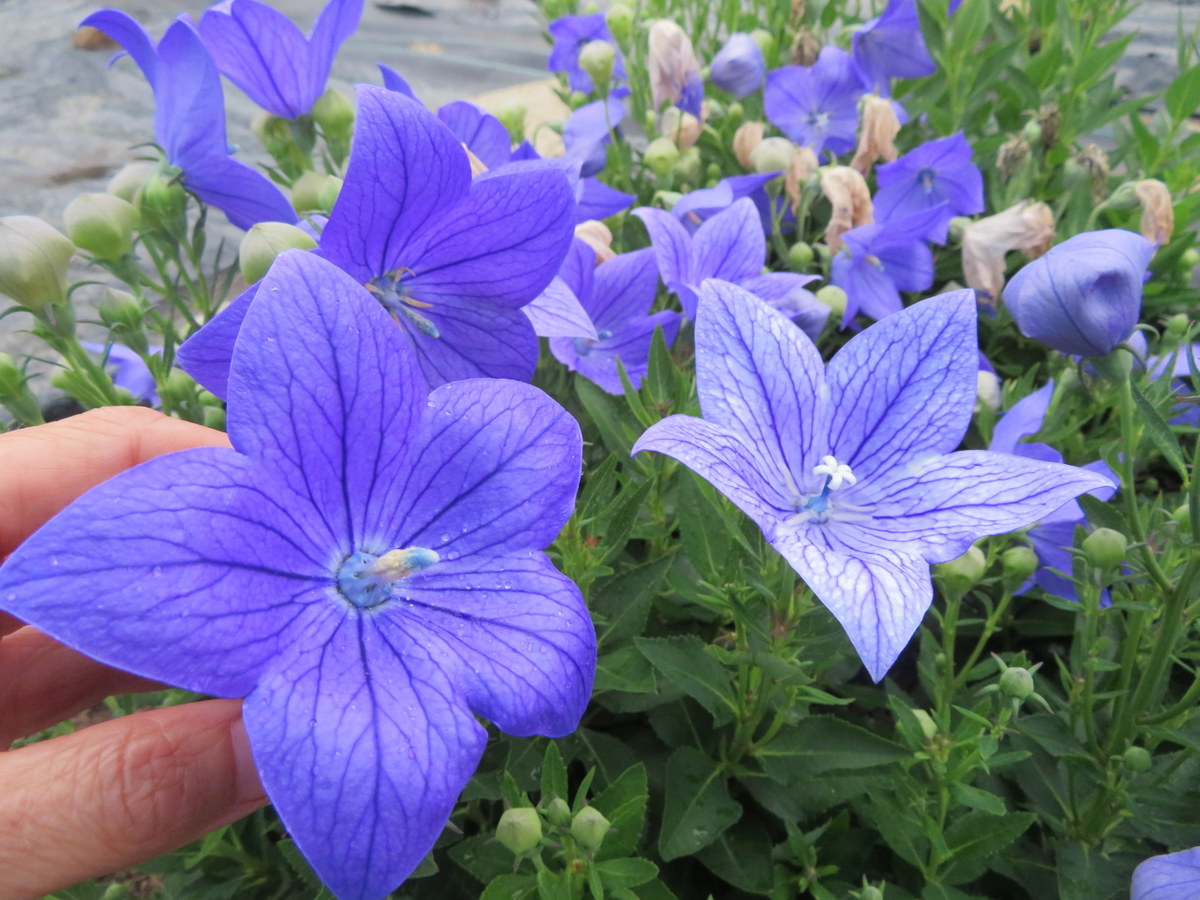 Platycodon grandiflorus