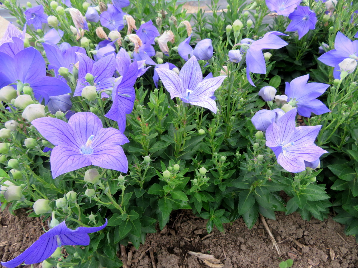 Platycodon grandiflorus