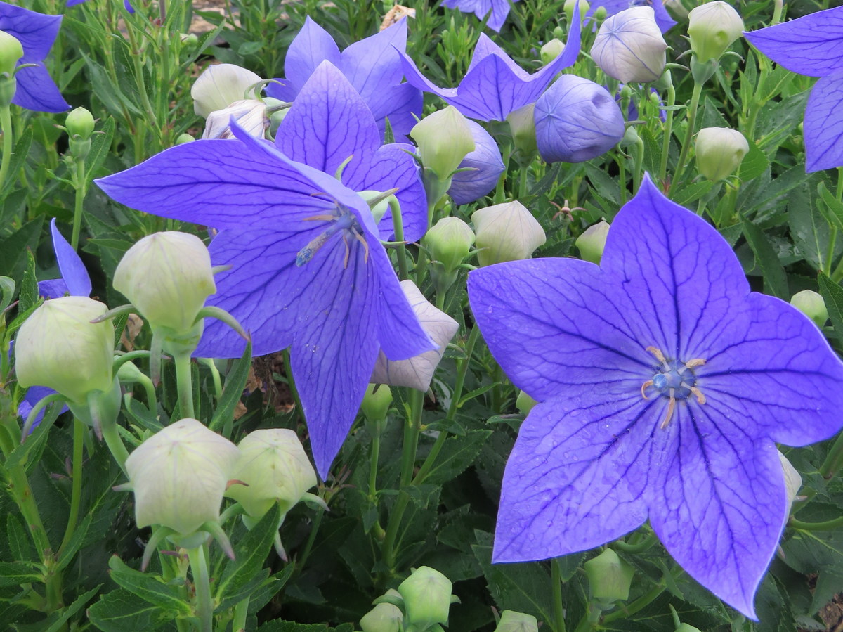 Platycodon grandiflorus