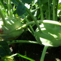 Superschmelz kohlrabi